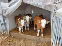 Bik, Simmental cattle — fotografija 3
