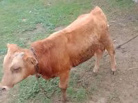 گاو نر, Simmental cattle — عکس 4