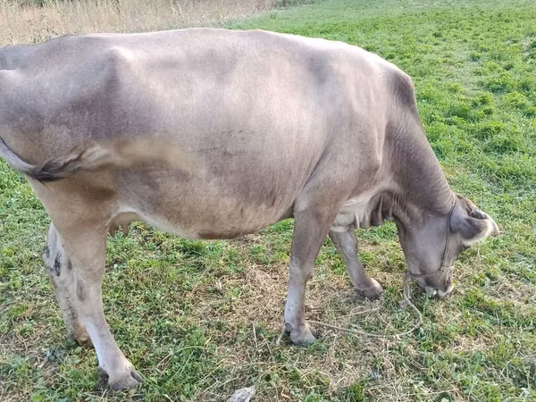 Bull, Cattle — Kyrgyzstan