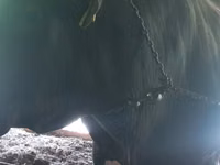 सांड, मवेशी — फ़ोटो 1