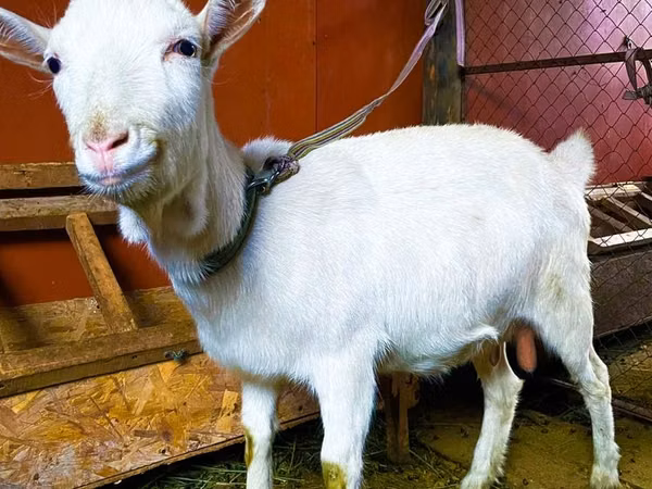 암염소, Saanen goat — 카자흐스탄