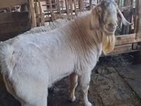 Kozel, Beetal goats — foto 2