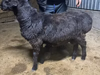 የጎትት አውራ በግ, Sheep — ፎቶ 3