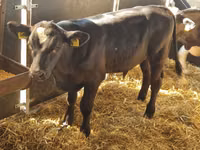 Cattle (batch, sex not specified), Aberdeen-Angus — photo 1