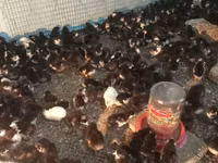 Chickens — foto 5
