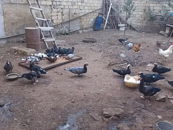 Domestic Muscovy