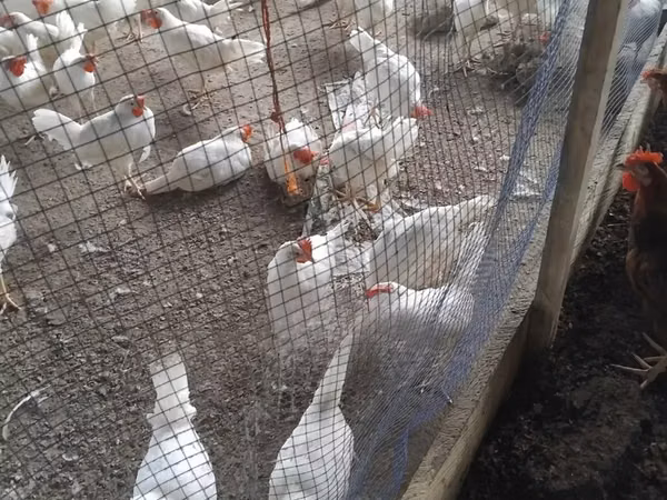 Chickens — Gaana