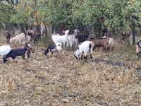 Cabra, Cabras — foto 2