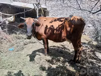 গাভী, গরু — ছবি 3