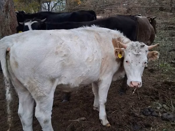 Cattle (batch, sex not specified), Kazakh White-headed cow