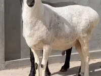 የጎትት አውራ በግ, Sheep — ፎቶ 2