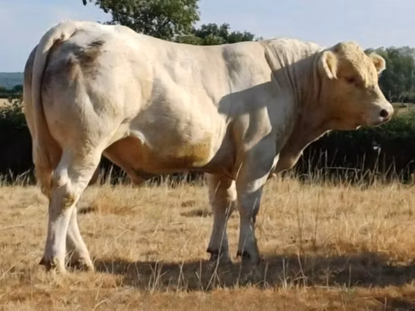 Bull, Charolais cattle — United Kingdom