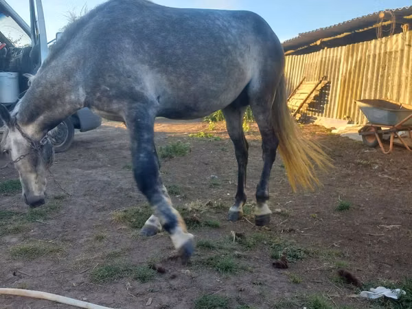 Horse (M), Horses — Moldova