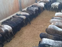Ram, Sheep — photo 1