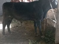 सांड, मवेशी — फ़ोटो 1
