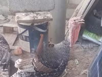 Turkeys — foto 2