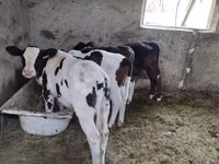 Cow, Russian Black pied cattle — photo 1