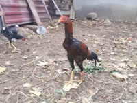Chickens — عکس 4