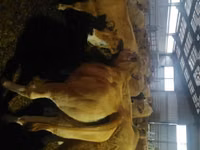 Lembu betina, Aubrac cattle — foto 1