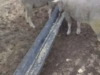 قوچ, Ile-de-France sheep — عکس 1
