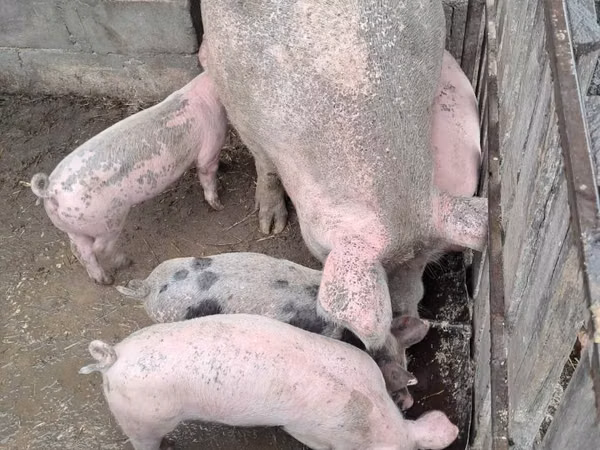 Sow, Pigs — Moldova