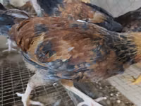 Chickens — Foto 4