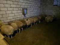 Ram, Sheep — photo 4