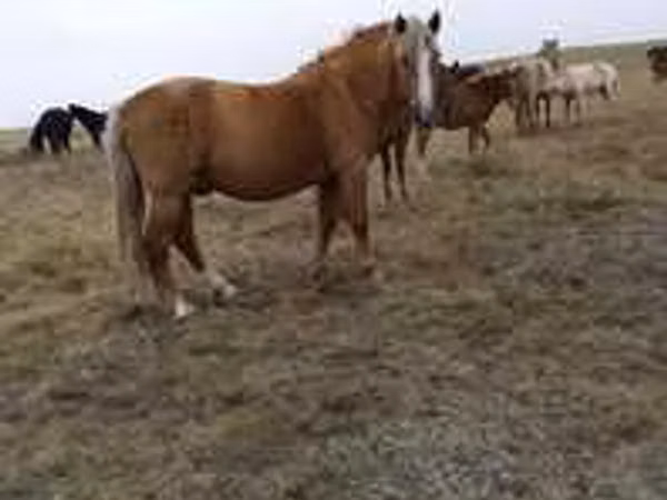 Ram, Sheep — Kazakhstan