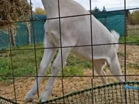 Koza, Saanen goat — zdjęcie 3