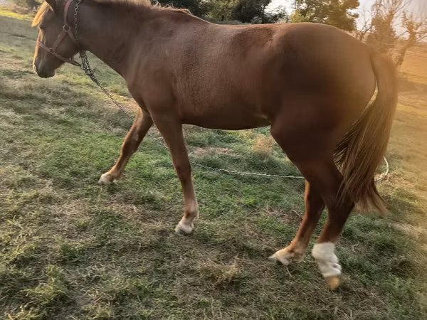 Mare, Horses — Moldova