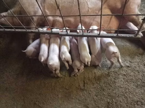 Pigs (batch, sex not specified), Pigs — Hungary