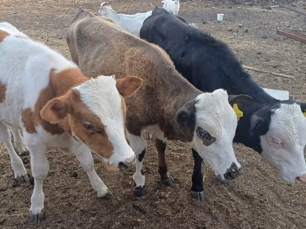 Bull, Cattle — Kazakhstan