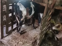 Корова, Russian Black pied cattle — фото 3