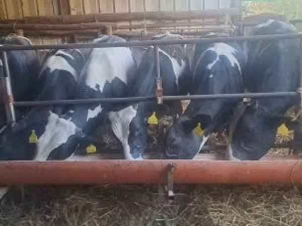Ng'ombe jike, Russian Black pied cattle — Hungaria