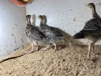 Guinea fowl — foto 2