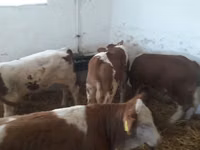 Byk, Simmental cattle — zdjęcie 1