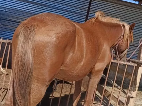 Mare, Horses — Kazakhstan