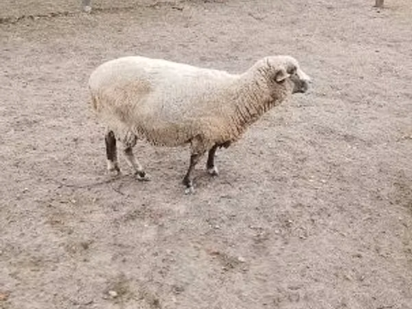 Sheep, Sheep — Hungary