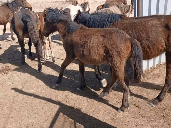 Mare, Horses — Kazakhstan