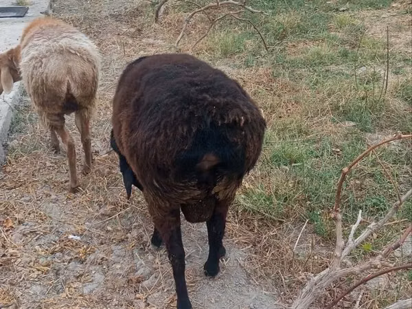Ram, Hissar sheep