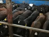 Lembu jantan, Simmental cattle — foto 6