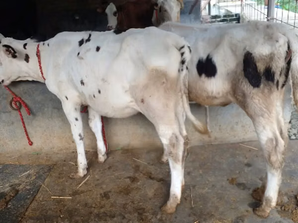 Cow, Cattle — Bangladesh