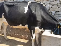 Vaca, Simmental cattle — foto 3