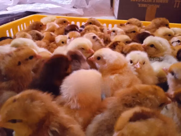Chickens