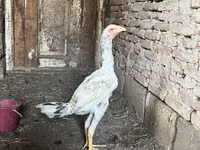 Chickens — 写真 3