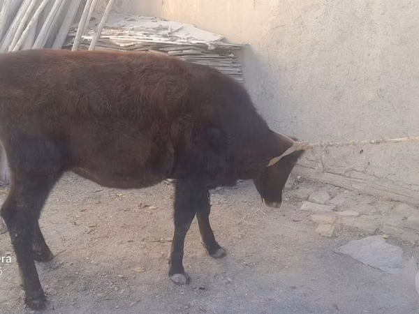 گاو و گوساله (گروه، جنسیت مشخص نشده), گاو