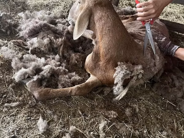 Koç, Arashan sheep