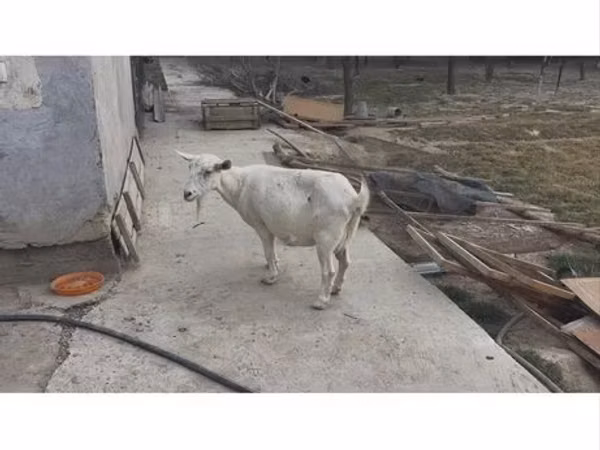 Goat, Saanen goat — Uzbekistan