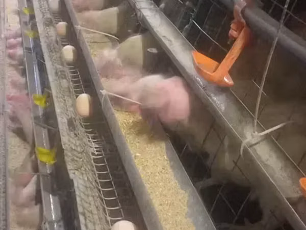 Chickens — আর্মেনিয়া