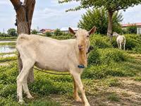 ஆண் வெள்ளாடு, Saanen goat — புகைப்படம் 2